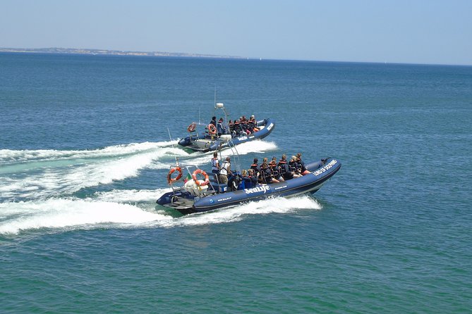 Sealife Sea Safari, Dolphin Watching With Marine Biologists Lagos - Role of Marine Biologists