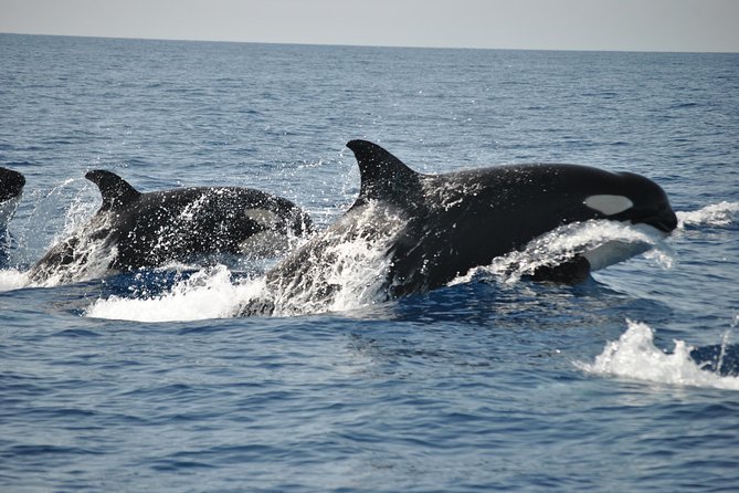 Sealife Sea Safari, Dolphin Watching With Marine Biologists Lagos - Cancellation Policy