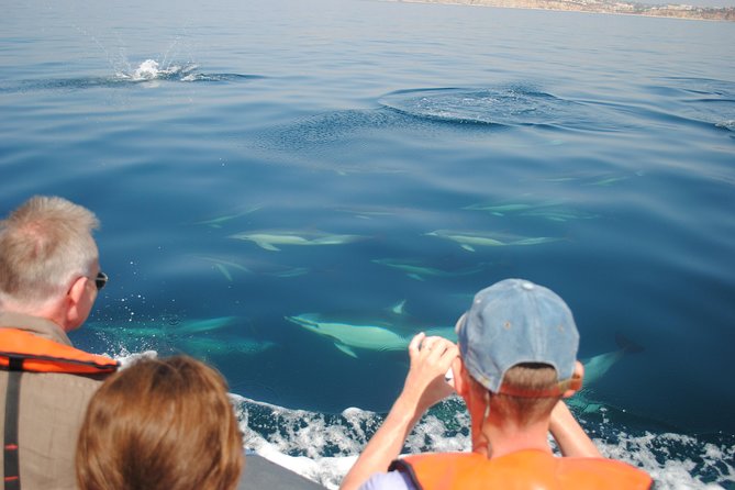 Sealife Sea Safari, Dolphin Watching With Marine Biologists Lagos - Booking and Confirmation