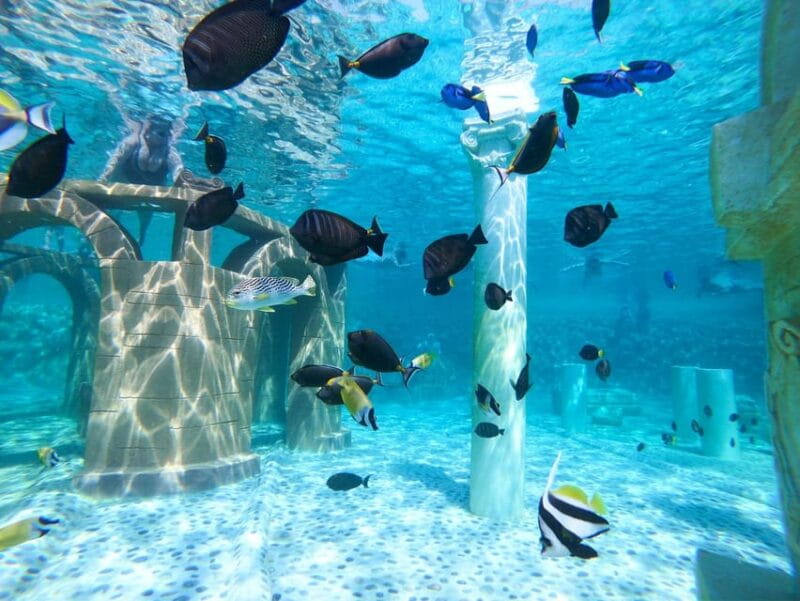 Seapark: Swimming in Pool Aquarium with Authentic Creatures - Final Thoughts