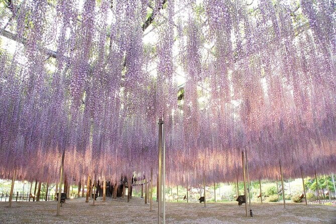 Seasonal Colors at Ashikaga Flower Park From Karuizawa - Meeting and Pickup
