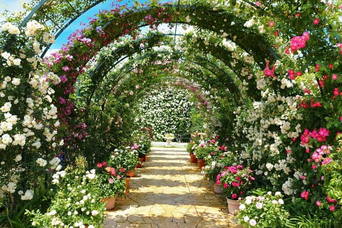 Seasonal Colors at Ashikaga Flower Park From Karuizawa - Discovering Ashikaga Gakko