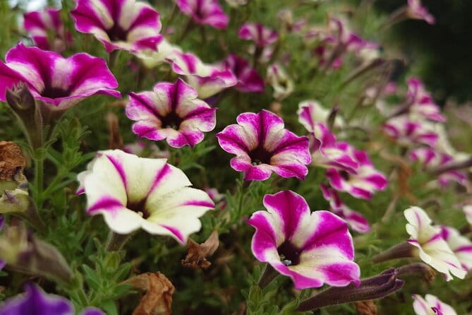 Seasonal Colors at Ashikaga Flower Park From Karuizawa - Transportation and Accessibility