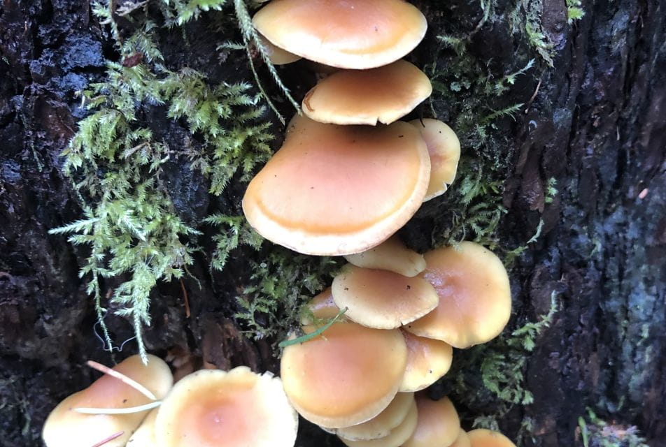 Seattle: Snoqualmie Falls and Twin Falls Guided Tour - Customer Feedback and Ratings