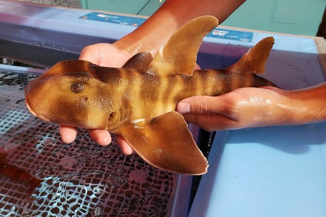 Seawater Fishing Pond and Hamayaki Grill BBQ Experience - What to Expect During the Experience