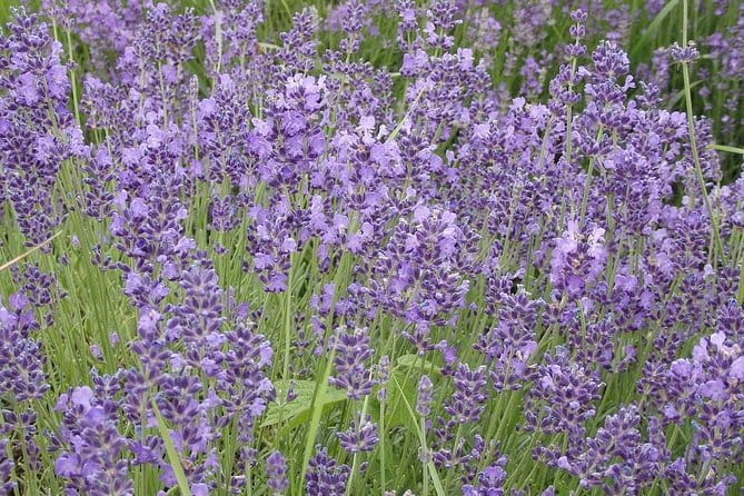 See the Hungarian Sea: Lake Balaton - The Sum Up