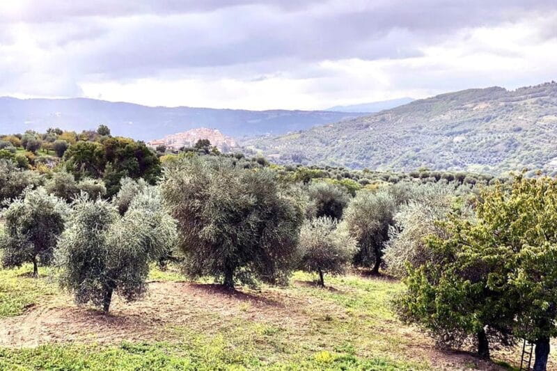 Seggiano: Extra Virgin Olive Oil Museum Visit and Tasting - The Sum Up
