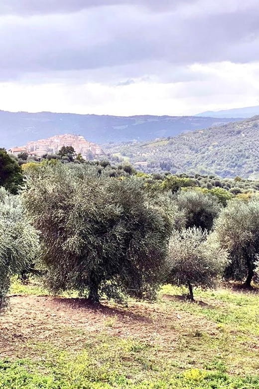 Seggiano: Extra Virgin Olive Oil Museum Visit and Tasting - FAQ