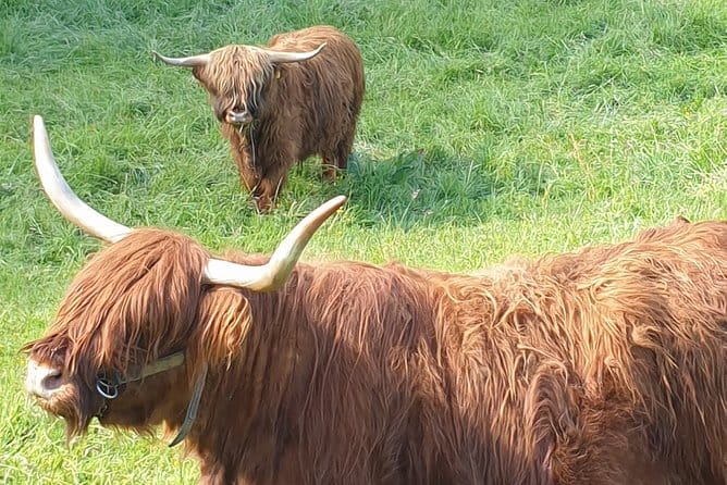 Segway tour in Etzelsbach with Eichsfeld breakfast - The Sum Up