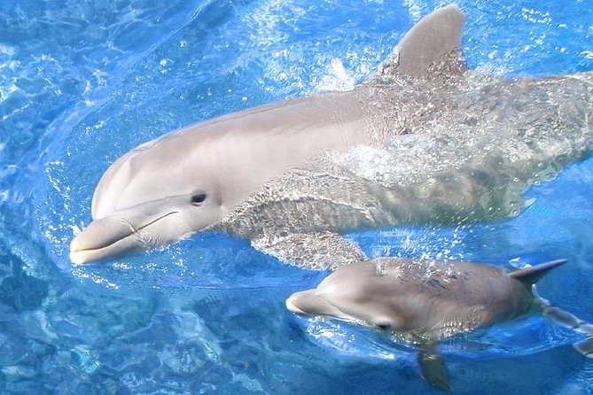 Semi PRIVATE Speedboat Swim With Dolphins Sea Trip From Hurghada - Tour Overview