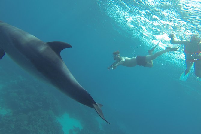 Semi PRIVATE Speedboat Swim With Dolphins Sea Trip From Hurghada - Policies