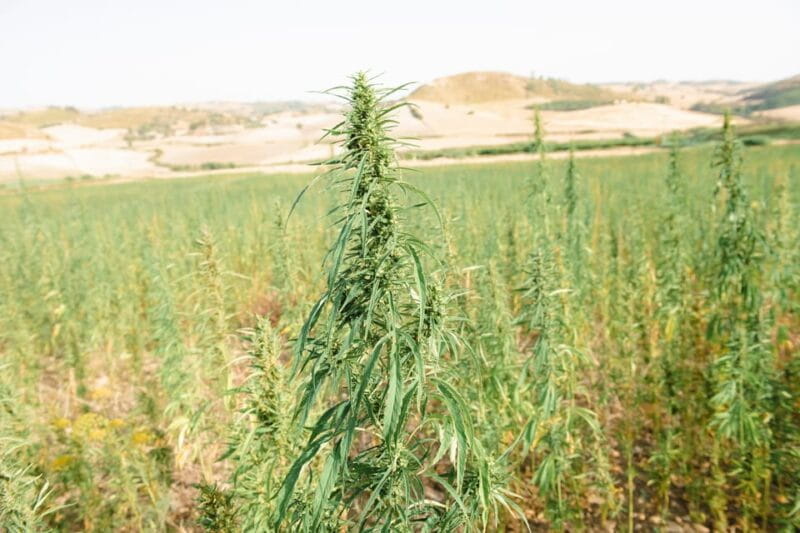 Sensory walk with lunch in the Caltagirone countryside - FAQ