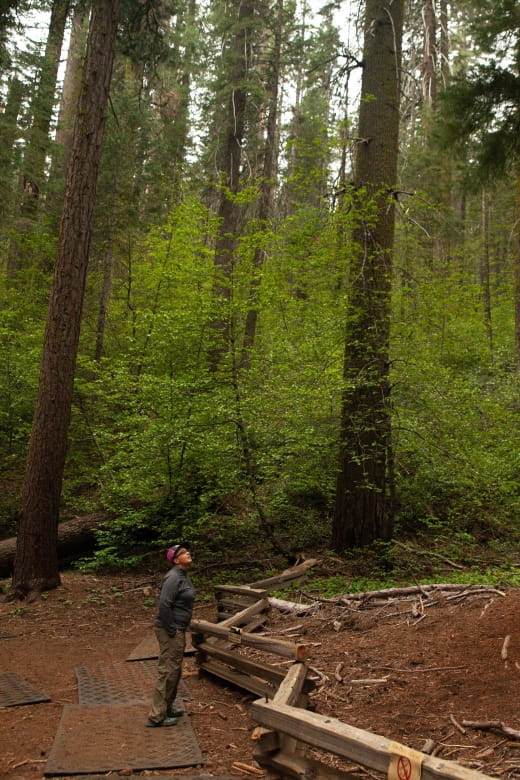 Sequoia: Private Tour & Hike - Comfortable Transportation