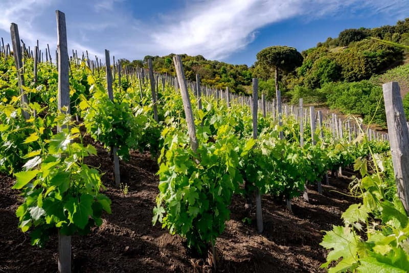 Serafica Top Experience: Wine & Olive Oil Tasting - Exploring the Farm: A Walk Through Sicily’s Volcanic Land