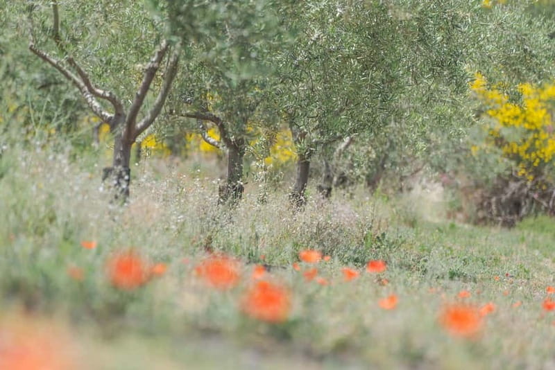 Serafica Top Experience: Wine & Olive Oil Tasting - The Tasting Experience: A Feast of Flavors and Stories