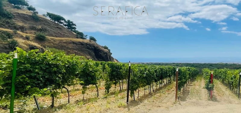 Serafica Top Experience: Wine & Olive Oil Tasting - Who Will Love This Tour?