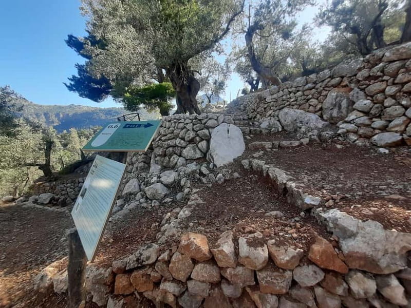 Serra de Tramuntana, Fornalutx: The olive tree: culture, cultivation, tasting. - Key points / Takeaways