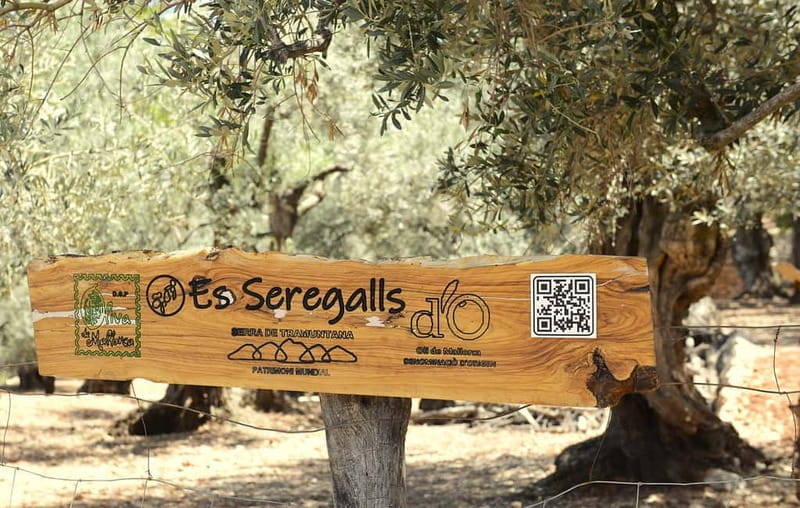 Serra de Tramuntana, Fornalutx: The olive tree: culture, cultivation, tasting. - Who Would Enjoy This Most?