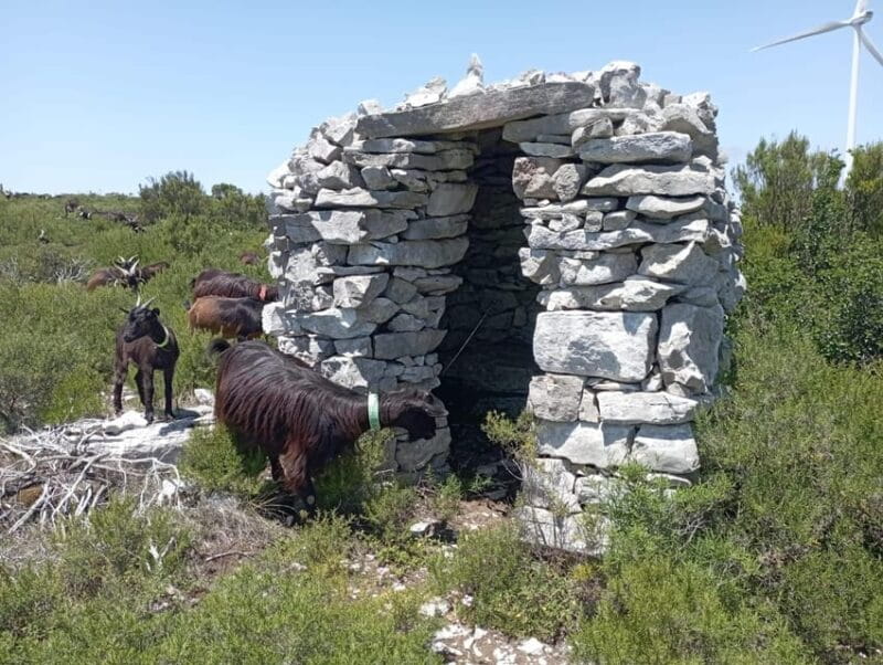 Serra dos Candeeiros : Shepherd for a morning - Key Points / Takeaways