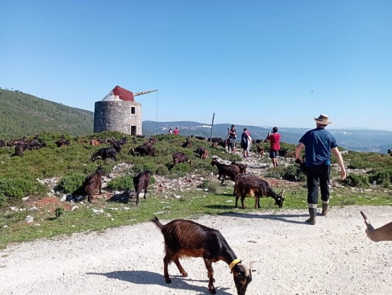 Serra dos Candeeiros : Shepherd for a morning - Exploring Serra dos Candeeiros with a Shepherd