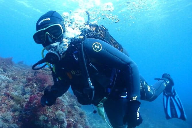 Sesimbra Dive Discovery - Discover Portugal’s Coastal Marine Life in Sesimbra