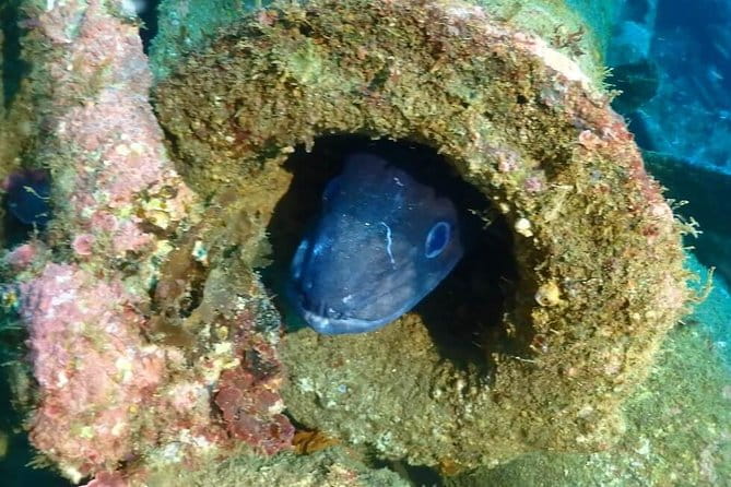 Sesimbra Dive Discovery - Final Thoughts: Who Should Book?