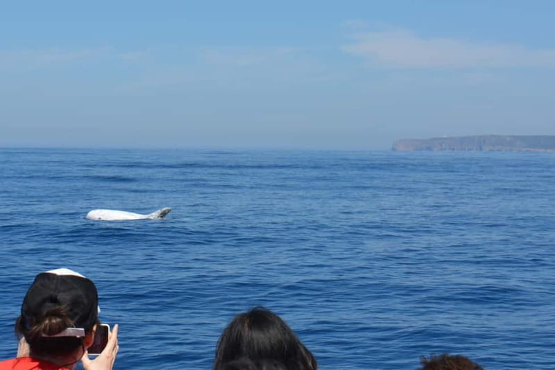 Sesimbra: Dolphin and Whales Watching with Biologist Guide - Practical Tips for Your Dolphin and Whale Watching Adventure