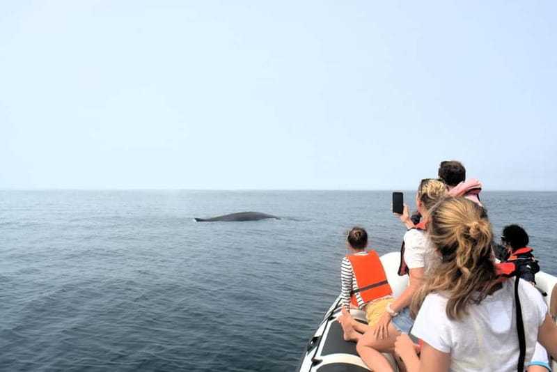 Sesimbra: Dolphin and Whales Watching with Biologist Guide - Who Should Book This Tour?