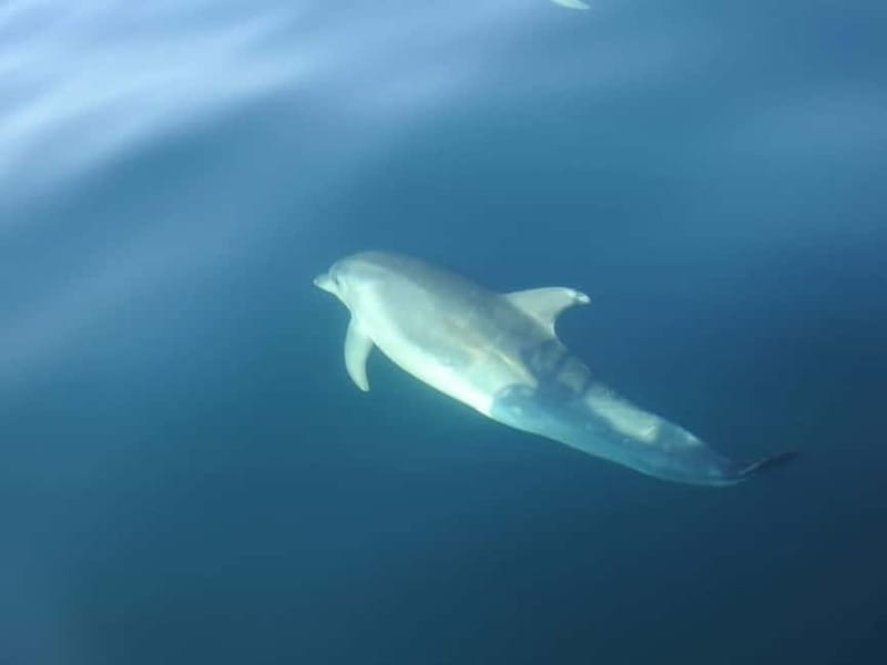 Sesimbra: Dolphin Watching Boat Trip - Diving Into the Experience: What You Can Expect