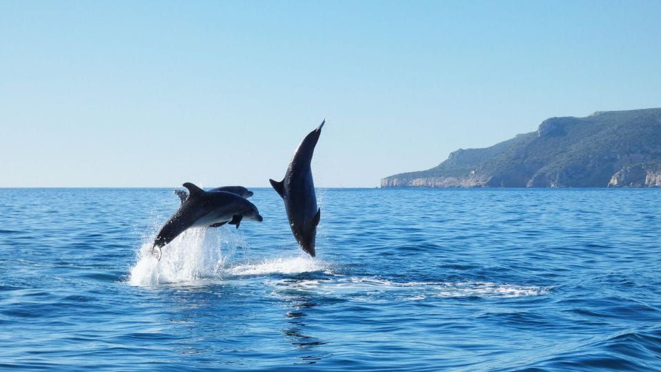Sesimbra: Dolphin Watching With Biologist Arrábida Natural Park - Inclusions and Meeting Point