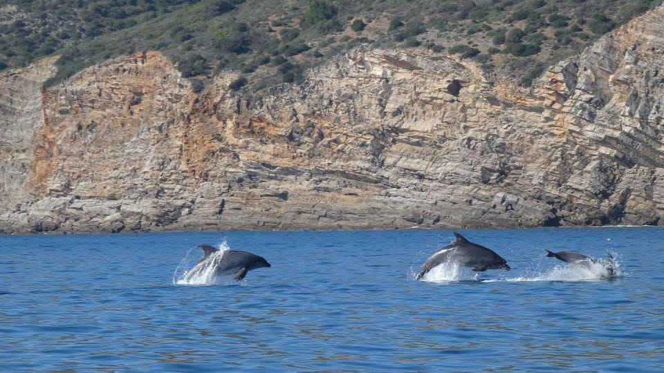 Sesimbra: Dolphin Watching With Biologist Arrábida Natural Park - Getting to Sesimbra