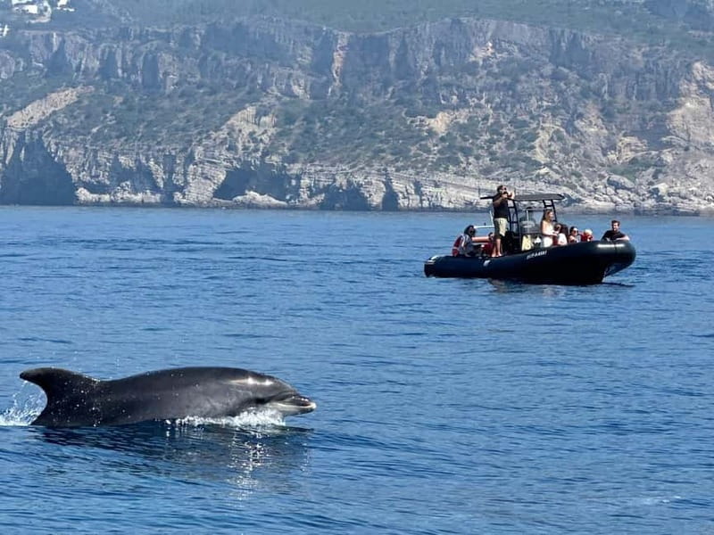 Sesimbra: Dolphin watching with marine biologist - Who Is This Tour For?