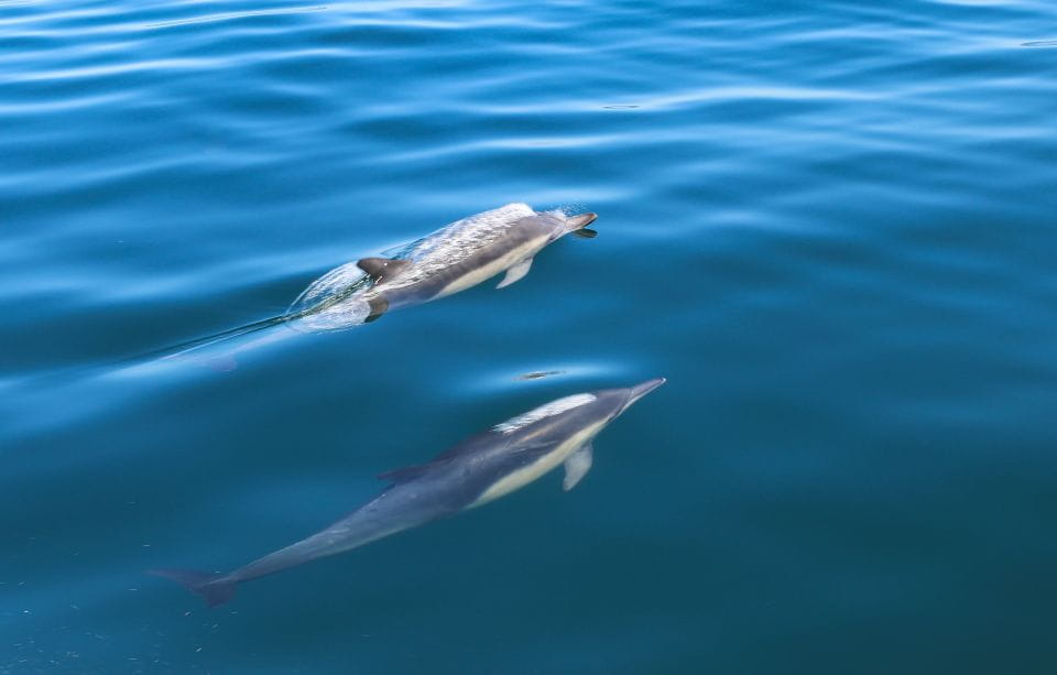Sesimbra: Guided Dolphin Watching in Arrábida Natural Park - Dolphin Watching Season