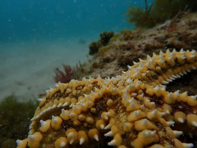 Sesimbra: Kayaking & Snorkeling Tour with photos included - FAQ