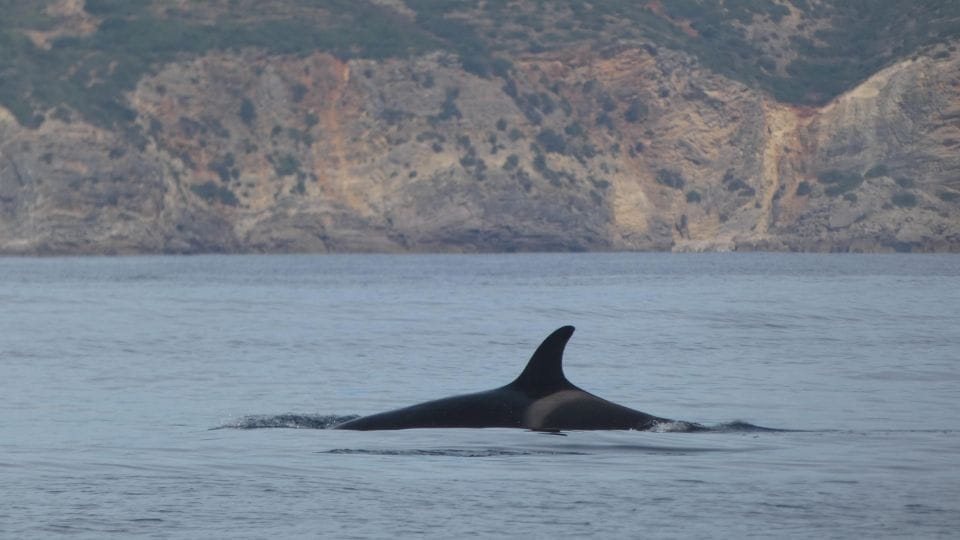 Sesimbra: Private Dolphin Watching Tour Arrábida Natural Park - Meeting Point and Departure