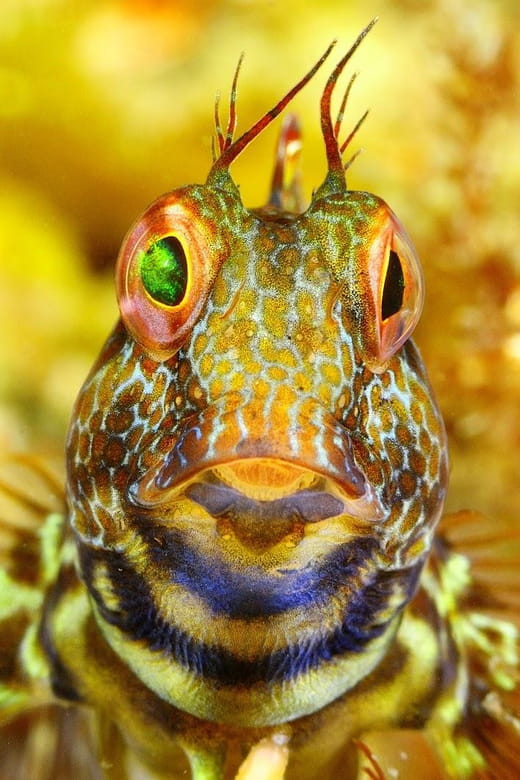 Sesimbra: Scuba Diving Experience for Beginners - Marine Life and Underwater Landscapes