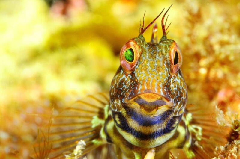 Sesimbra: Scuba Diving Experience for Beginners - Additional Perks and Considerations