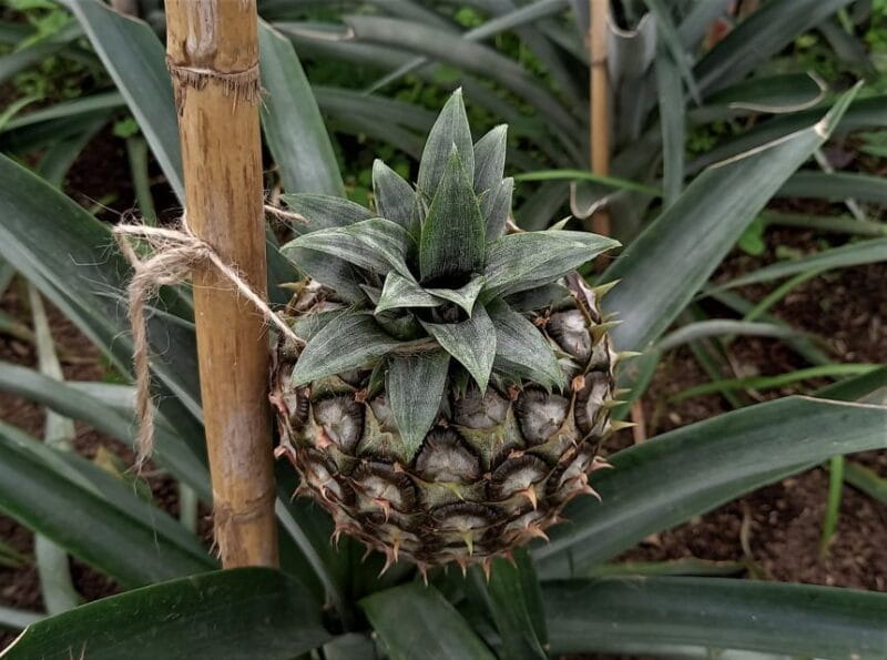 Sete Cidades & Lagoa do Fogo: Crater Lakes Adventure Tour - The Hidden Gem: Lagoa do Fogo’s Scenic Drive & Photo Stops