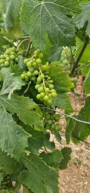 Setúbal: Private Tour with Wine Tasting and Tile Factory - Key points / Takeaways