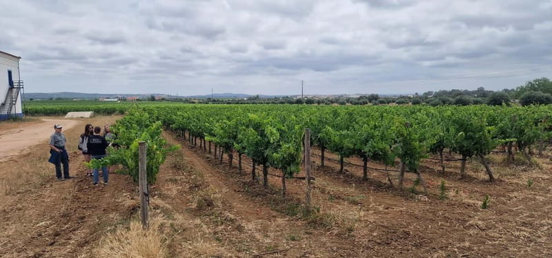 Setúbal: Private Tour with Wine Tasting and Tile Factory - Final thoughts