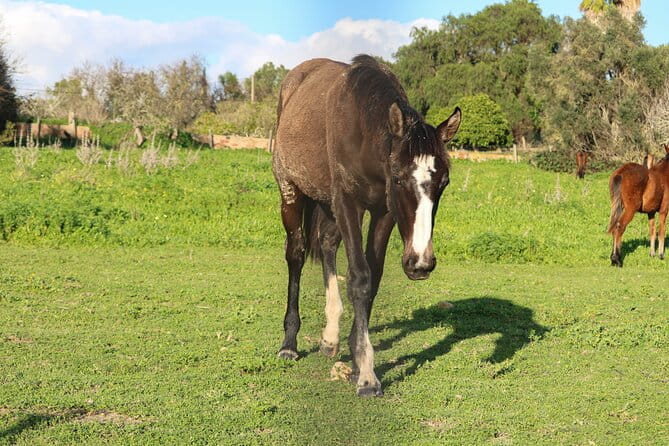 Seven Hanging Valleys Expedition with Lunch in the Vineyard - Discover the Algarve’s Coasts and Cliffs