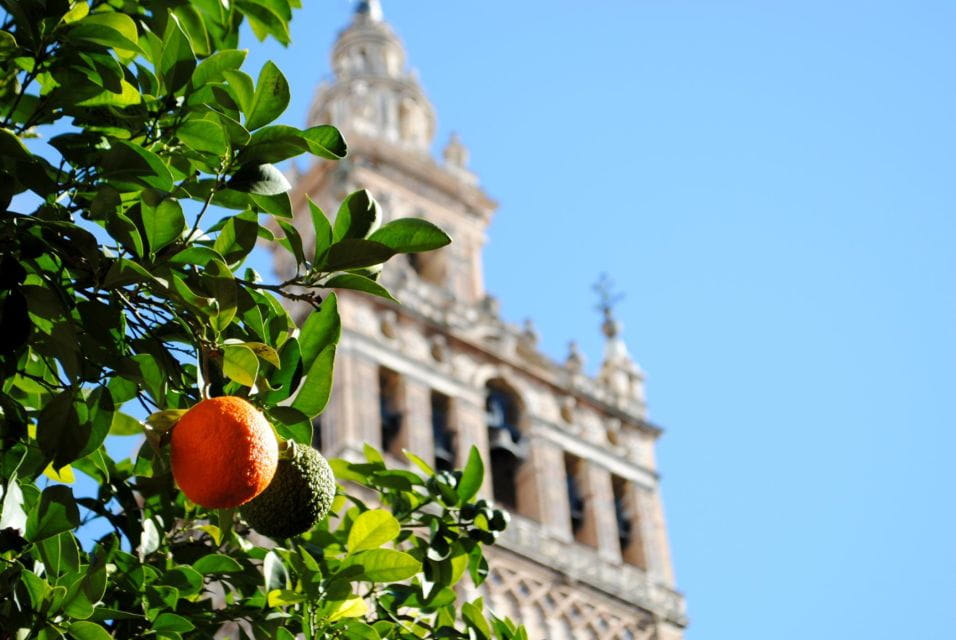 Seville 4-Hour Guided Walking Tour - Guided Tour Options