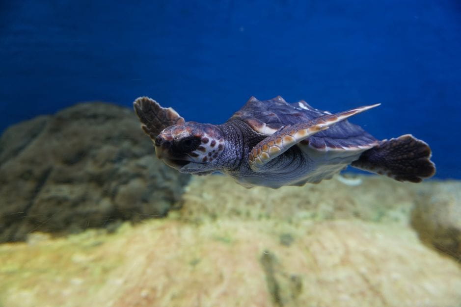 Seville Aquarium Admission Ticket - Marine Life Encountered