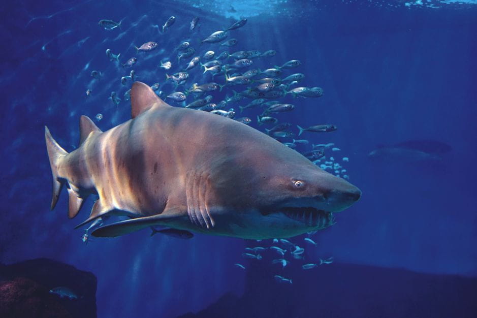 Seville Aquarium Admission Ticket - Tips for a Great Visit