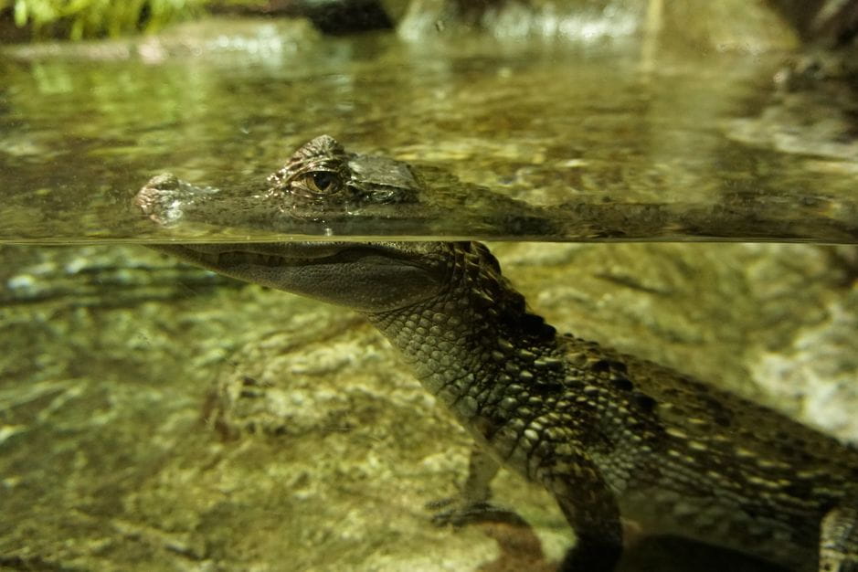 Seville Aquarium Admission Ticket - Things To Know