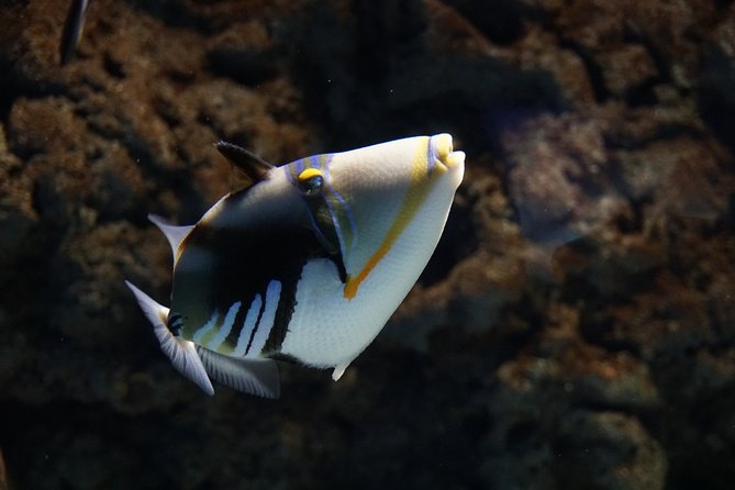 Seville Aquarium Admission Ticket - Included and Excluded