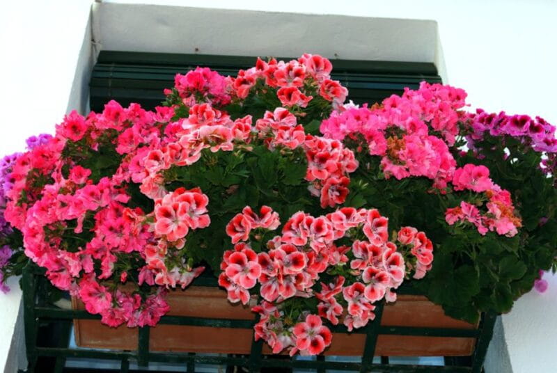 Seville: Barrio de Santa Cruz Small Group Walking Tour - Exploring Seville’s Barrio de Santa Cruz: A Walk Through Time