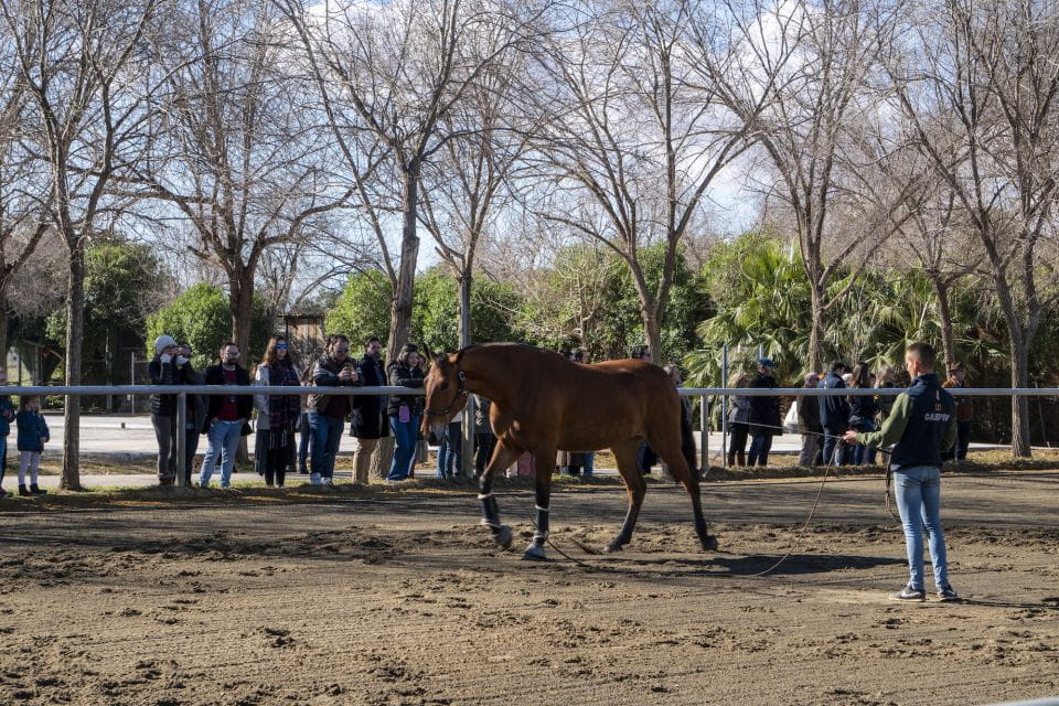 Seville: Horse Show Entry Ticket. Optional Stud Farm Visit - Things To Know
