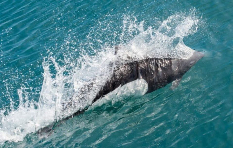 Seward: Spring Wildlife Guided Cruise With Coffee and Tea - Directions to the Meeting Point