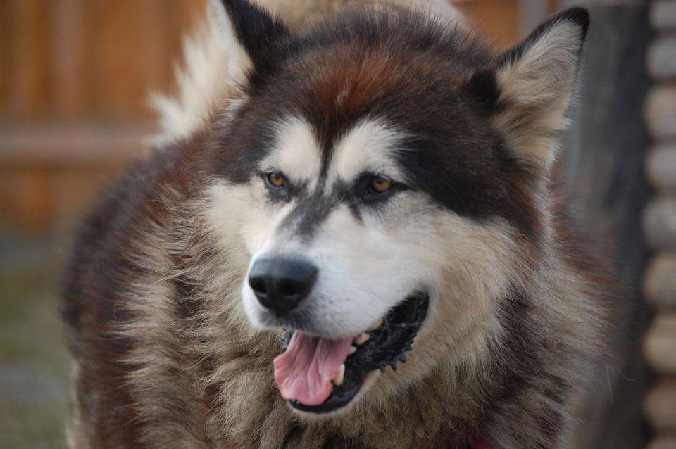 Seward: Summer Dog Sled Ride and Seavey Estate Tour - Frequently Asked Questions